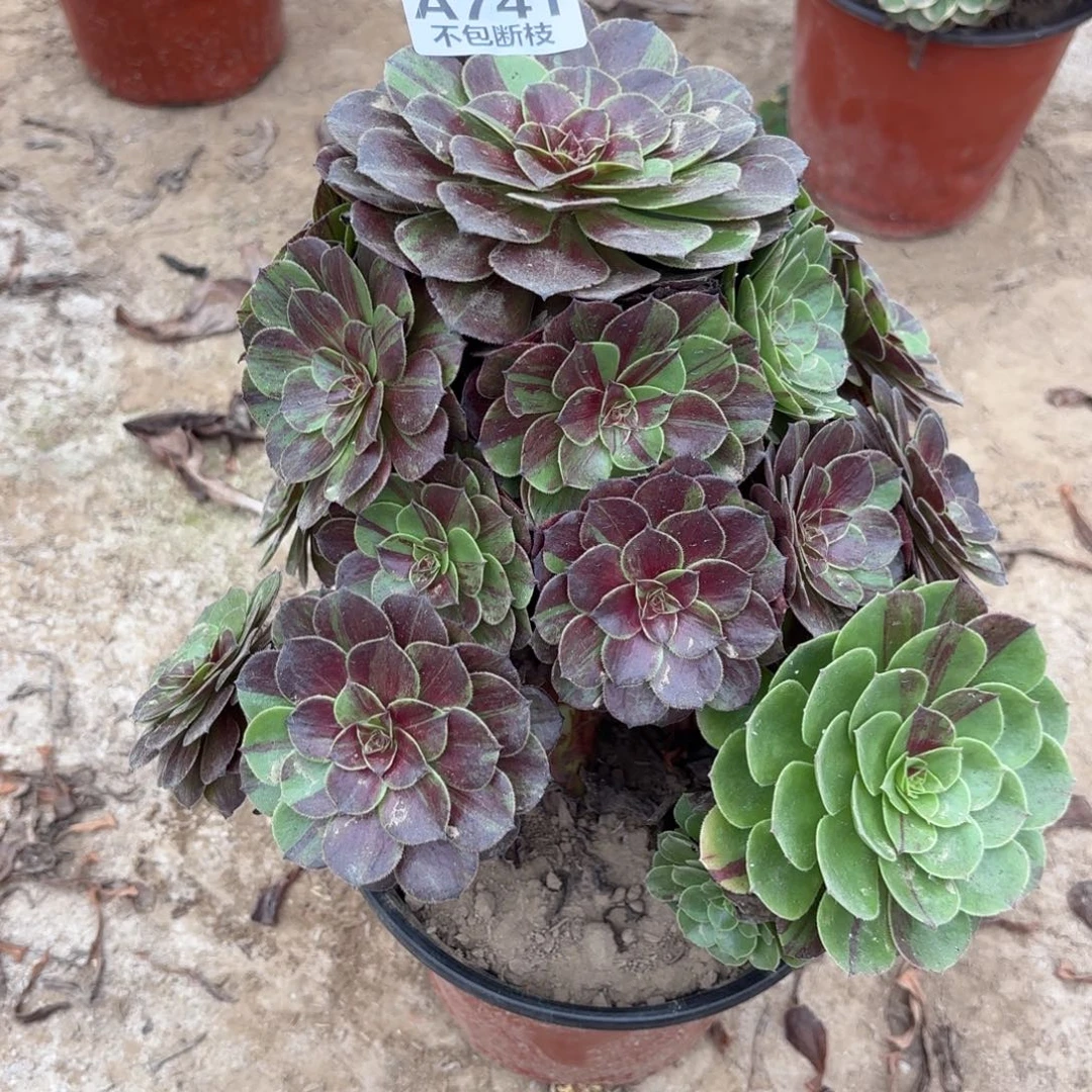 雪***儿P. 741花月夜多肉1？cade