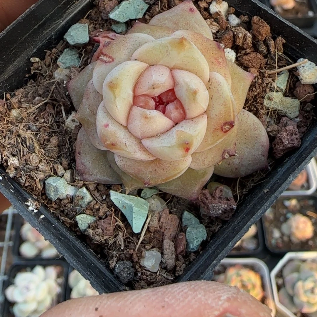 多肉小卡拉米糖心一物一拍