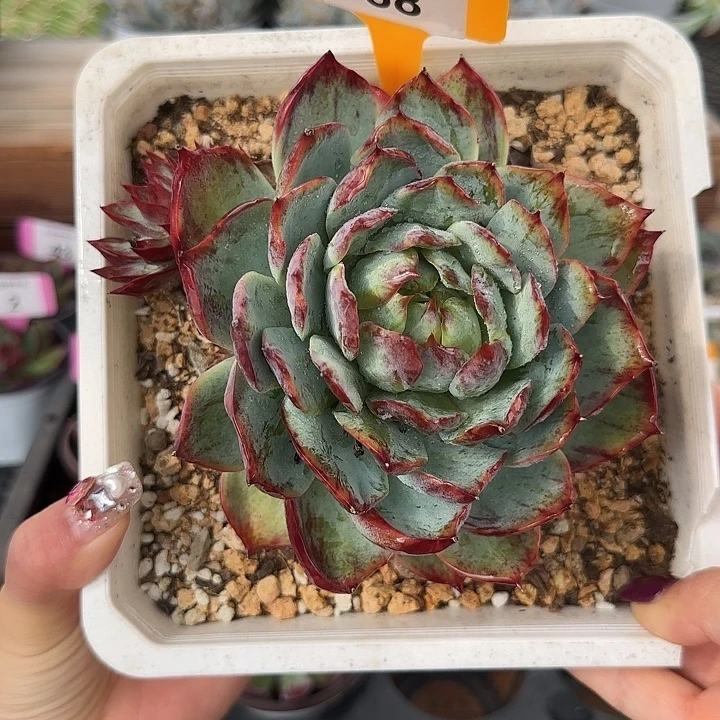 小***白68 惊鸿仙子多肉植物