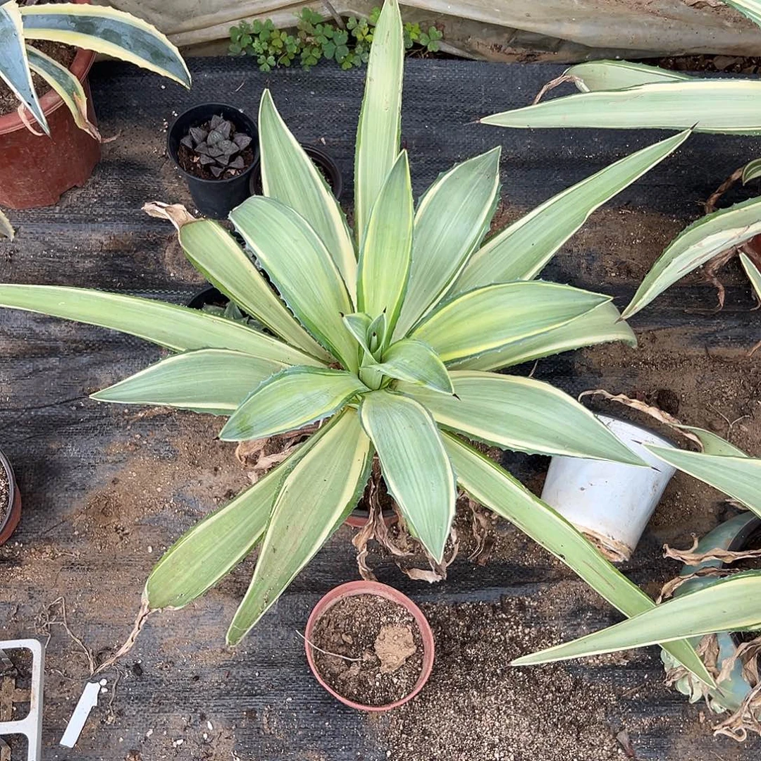 多肉植物多肉植物