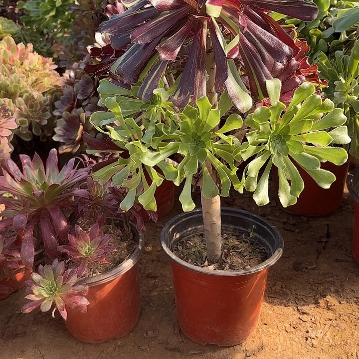 多肉植物水墨丹青37