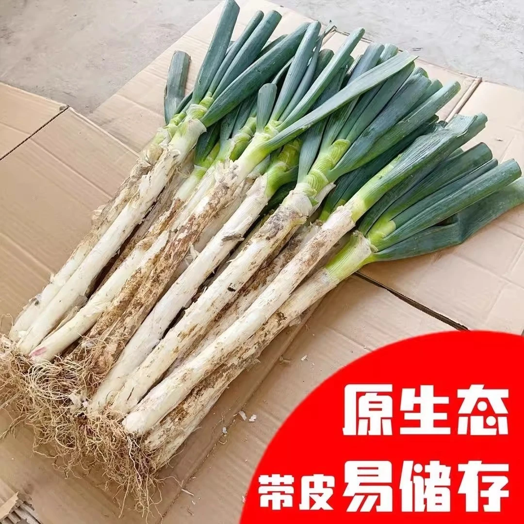 【10斤大葱】大葱新鲜蔬菜半叶带皮长白葱农家自种现挖大葱