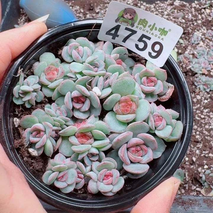 多肉植物多肉植物