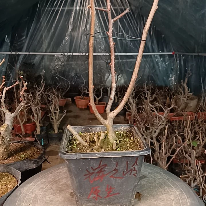 当前无花朵，栽培后可花朵