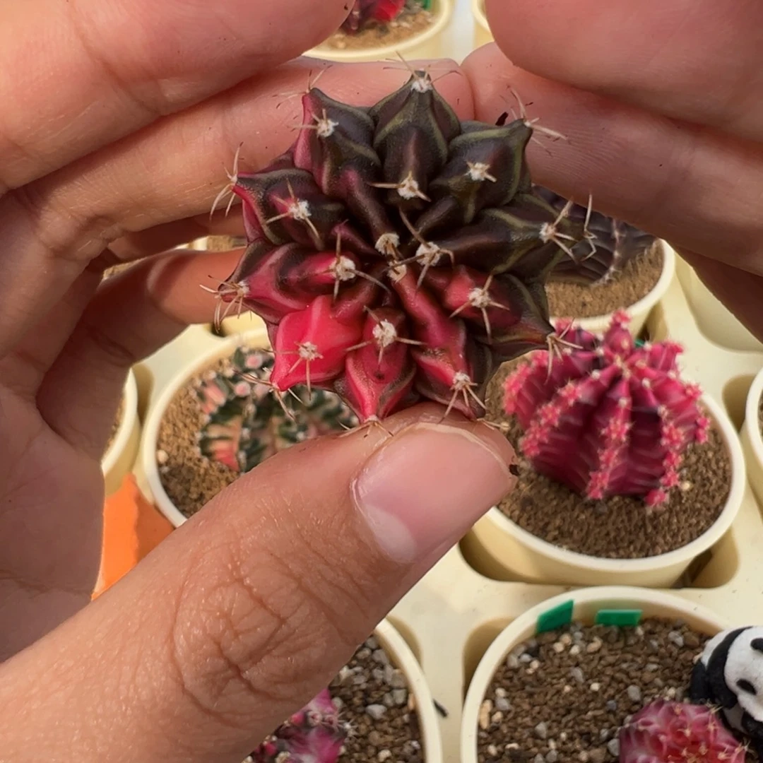 555 好看的米哈冲冲冲（有瑕疵）