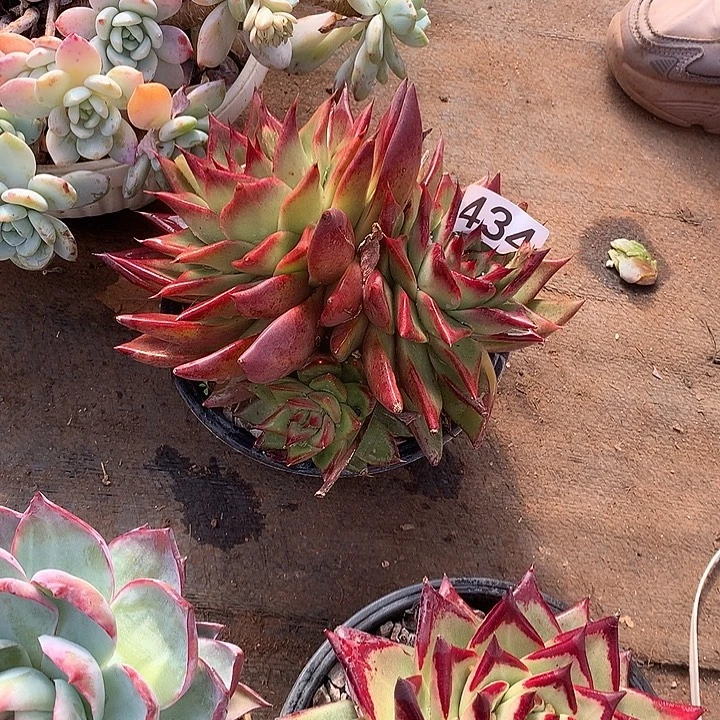 434杂一物一拍多肉