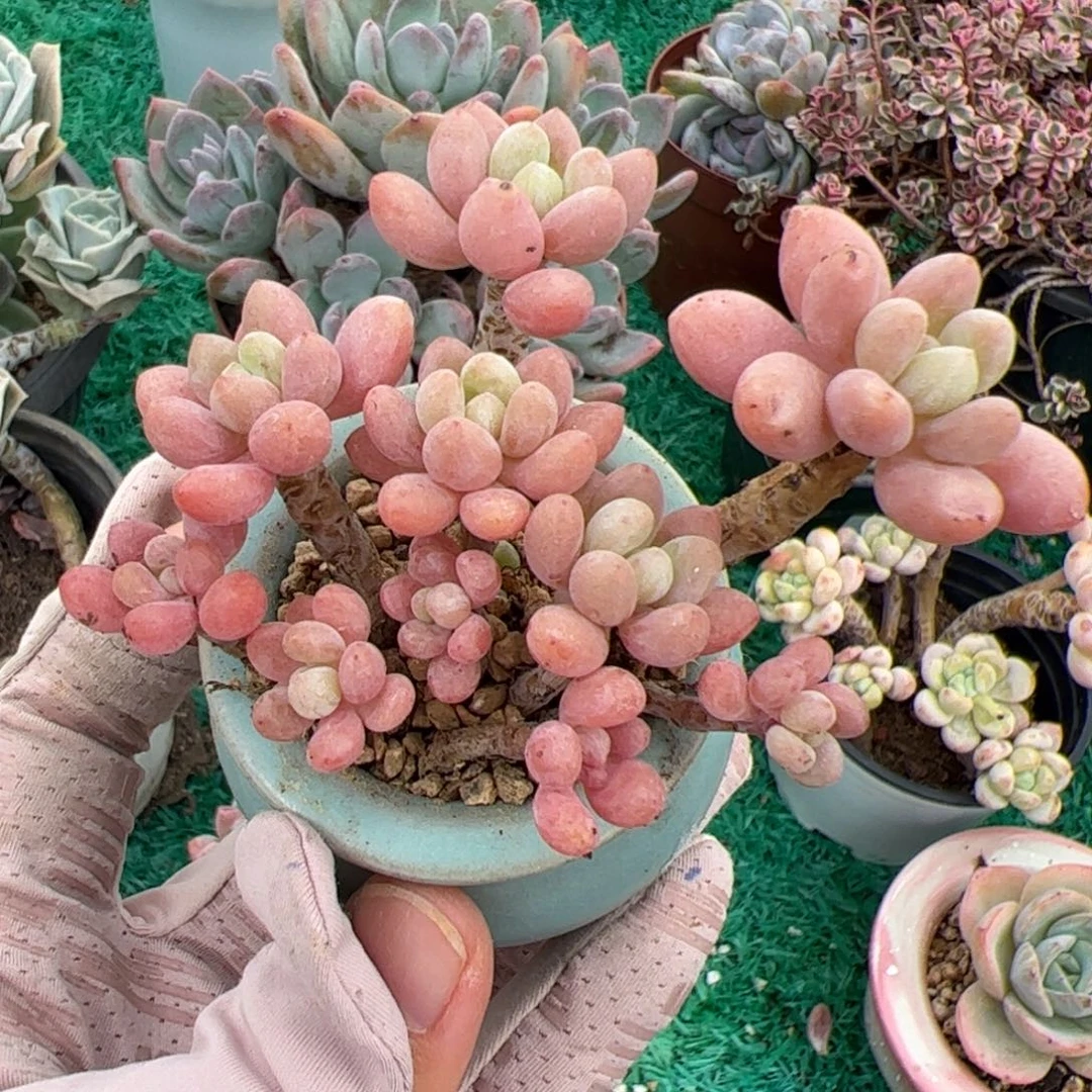 满****红070 满38包邮非偏远