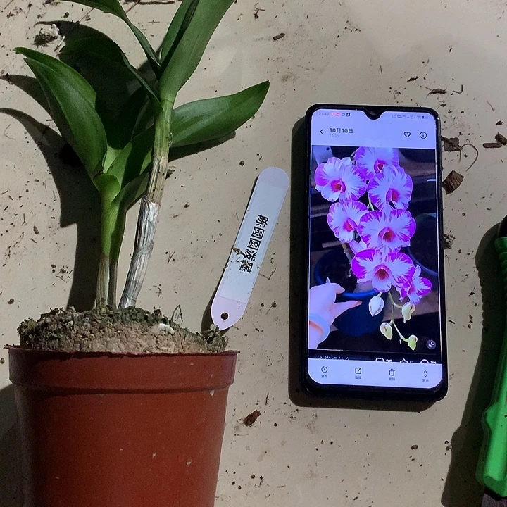 完全开放陈圆圆大小2苗