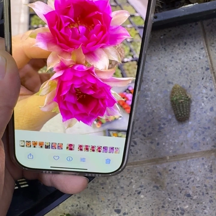 224白檀品红2个无根侧牙小,20包邮
