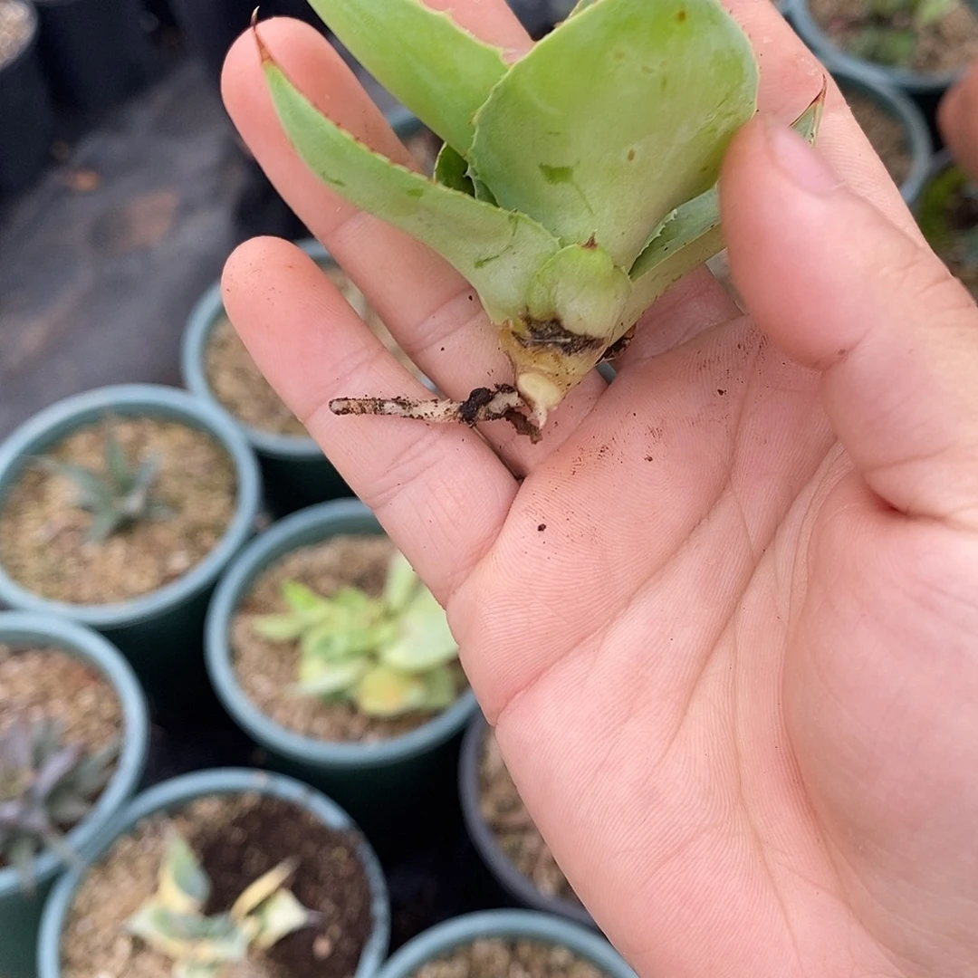 多肉植物龙蛇兰植物