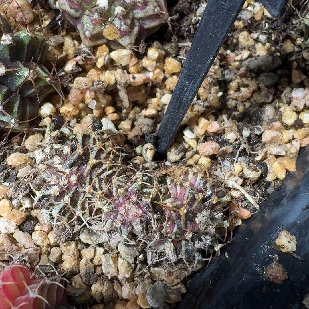 傲***子米哈实生自然锦125