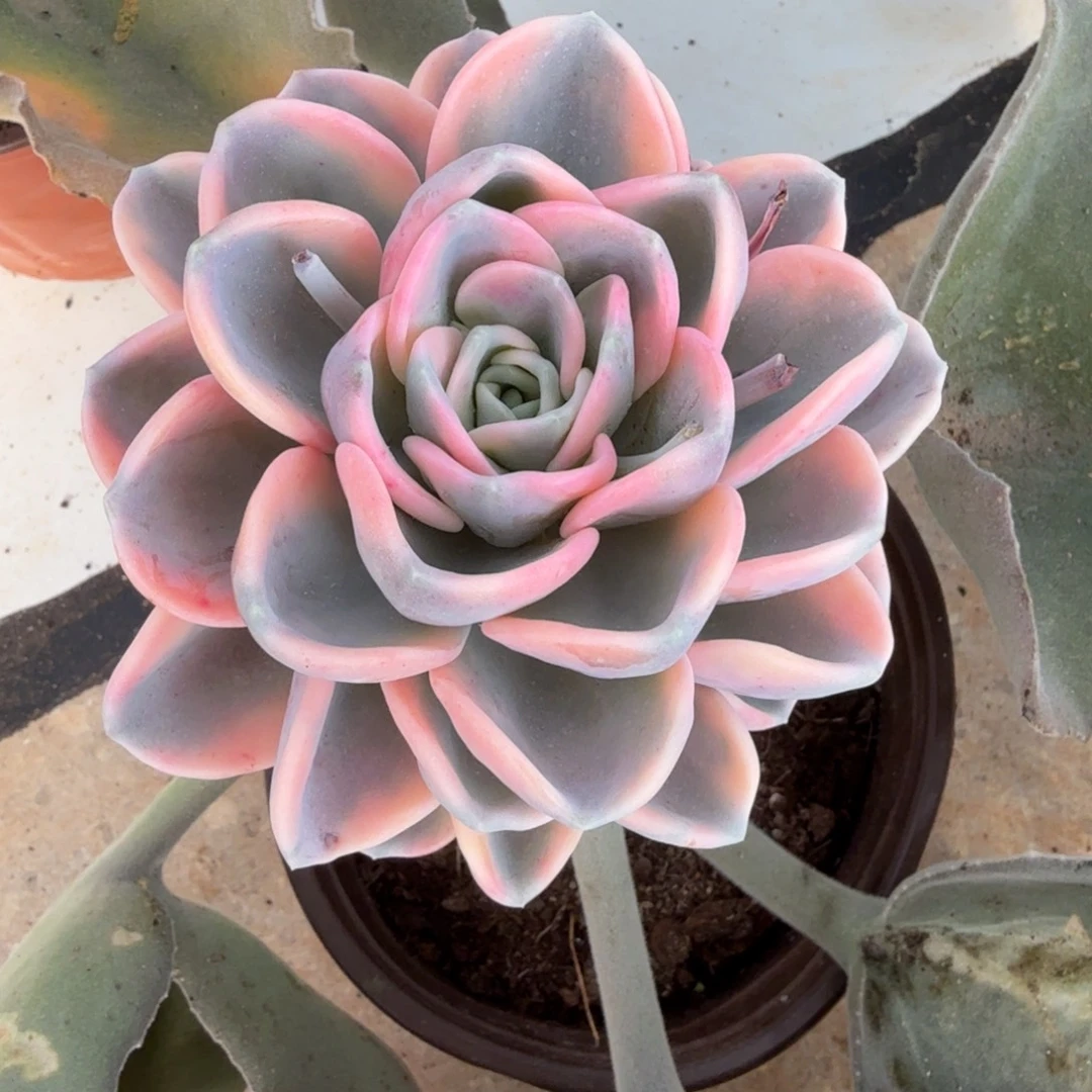 美尻锦锦上园艺一物一拍