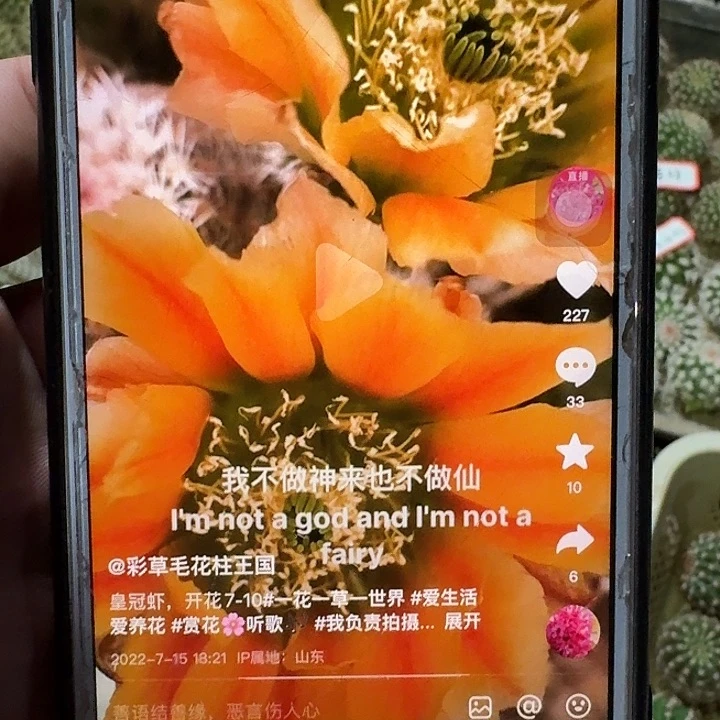 皇冠虾侧芽3公分仙人球