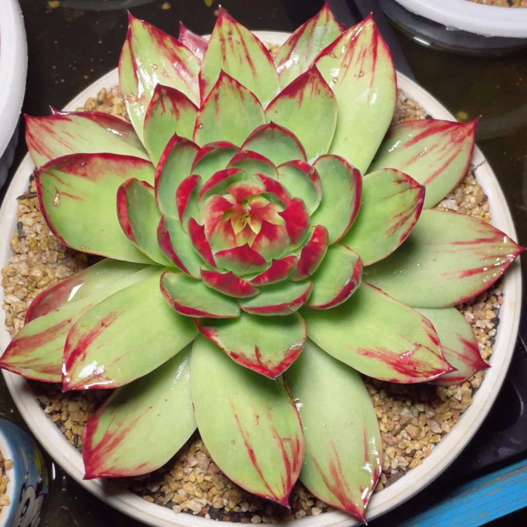 惊鸿仙子冠服23左右