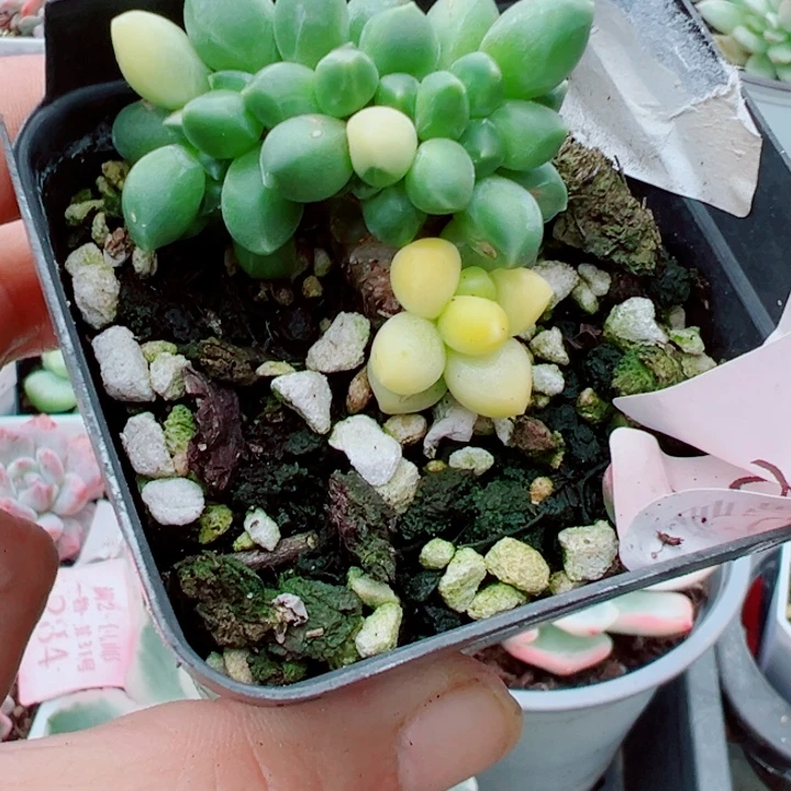 千代田锦缀多肉植物262多肉植物