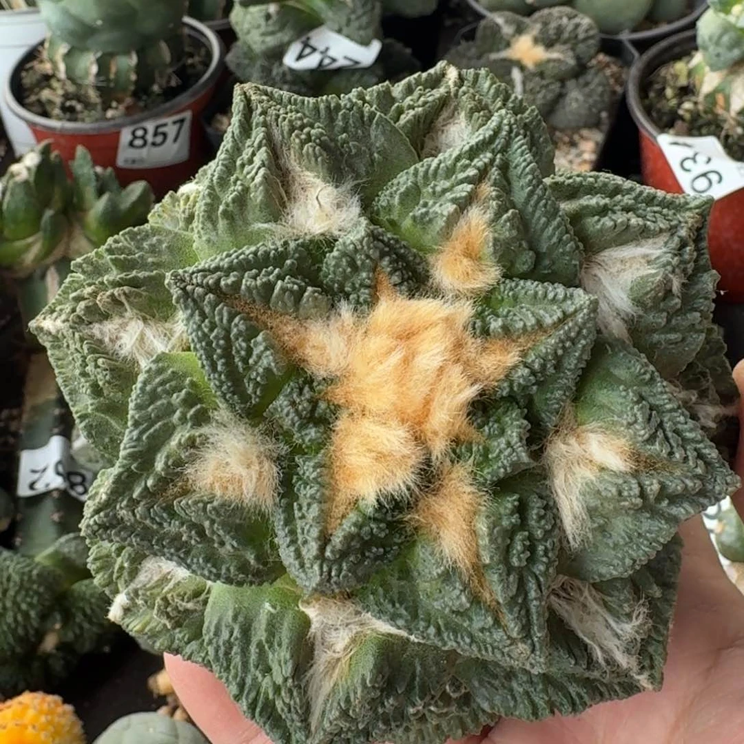 【闪购商品】自根大尤龟甲牡丹254