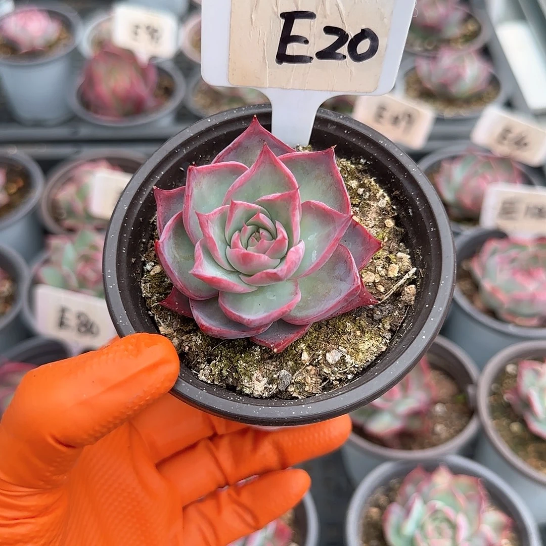 妄*E20惊鸿单头多肉