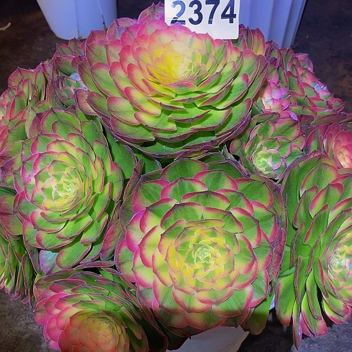后***来2374多肉植物粉海王