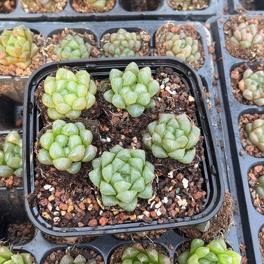 50孔玉露5颗随机量拍