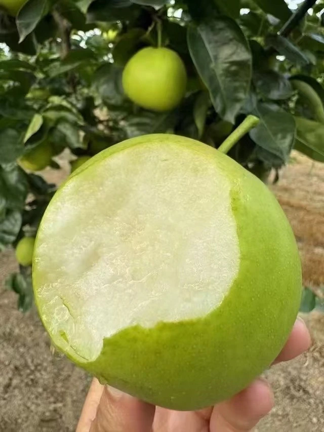【果乐多】安徽砀山梨青皮蜜梨苏翠一号当季头茬新鲜梨子水果