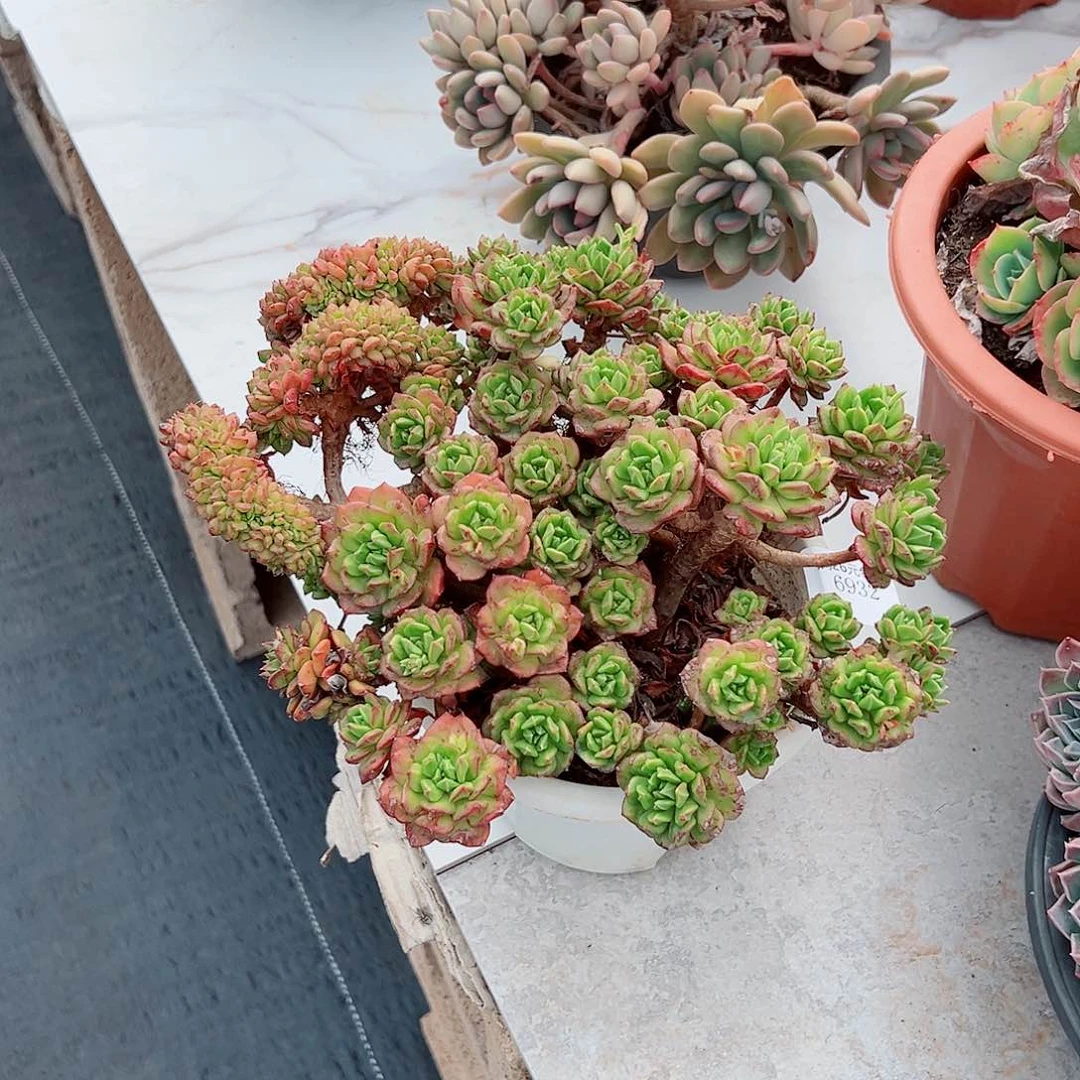 小**@6932红灯笼多肉植物