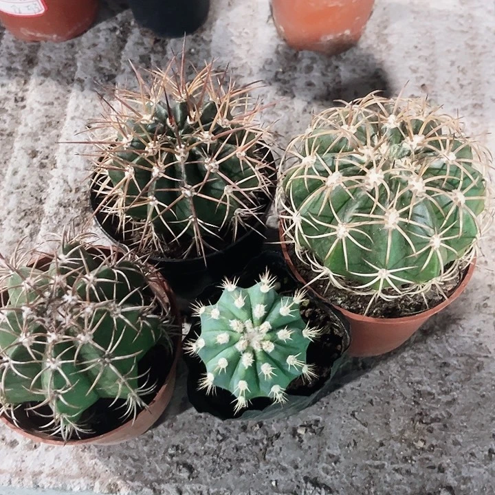 5***9组合装云系列包邮