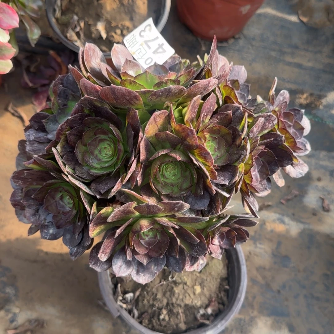 黑魔悬崖473满20包邮断枝不包