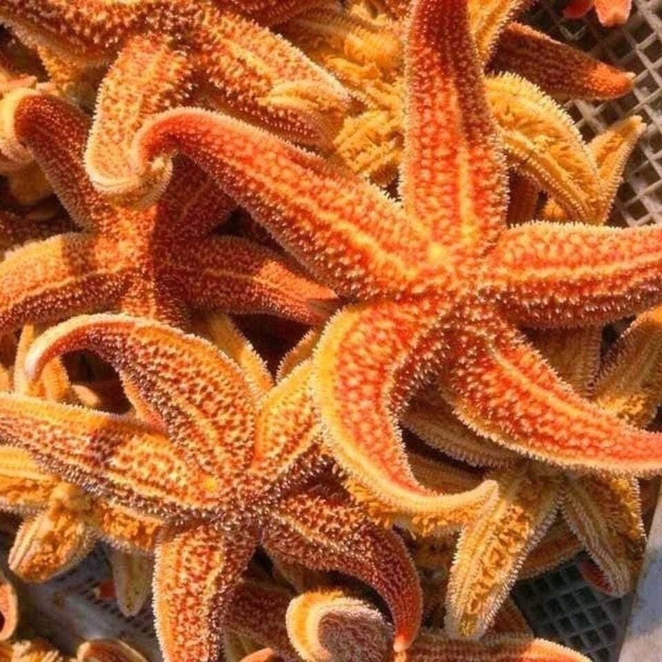 【现收海货】/海/星    菜 100-500g