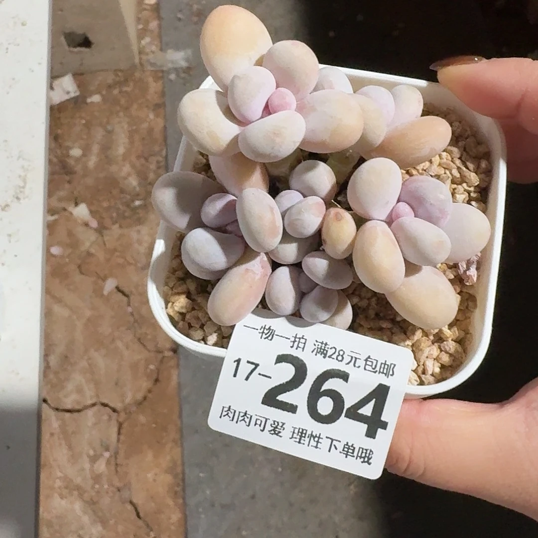 蛋黄奶无盆土发货无