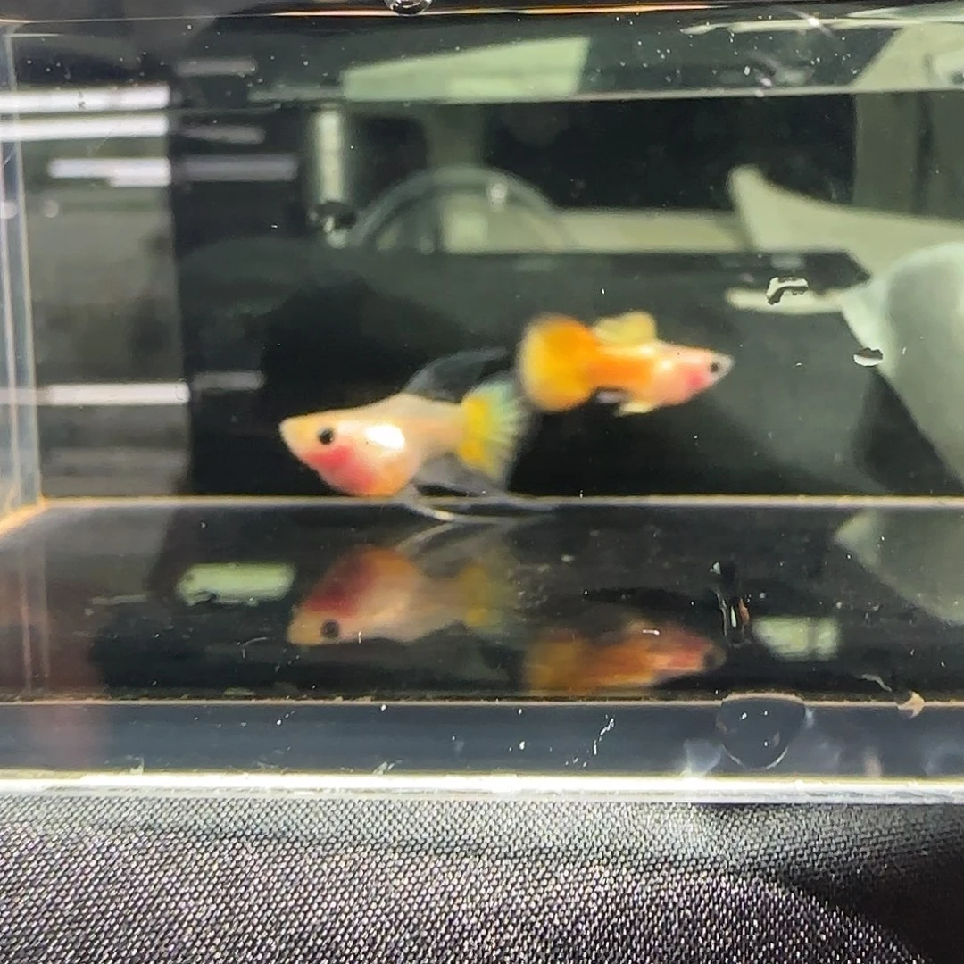 孔雀鱼关注主播可以竞拍