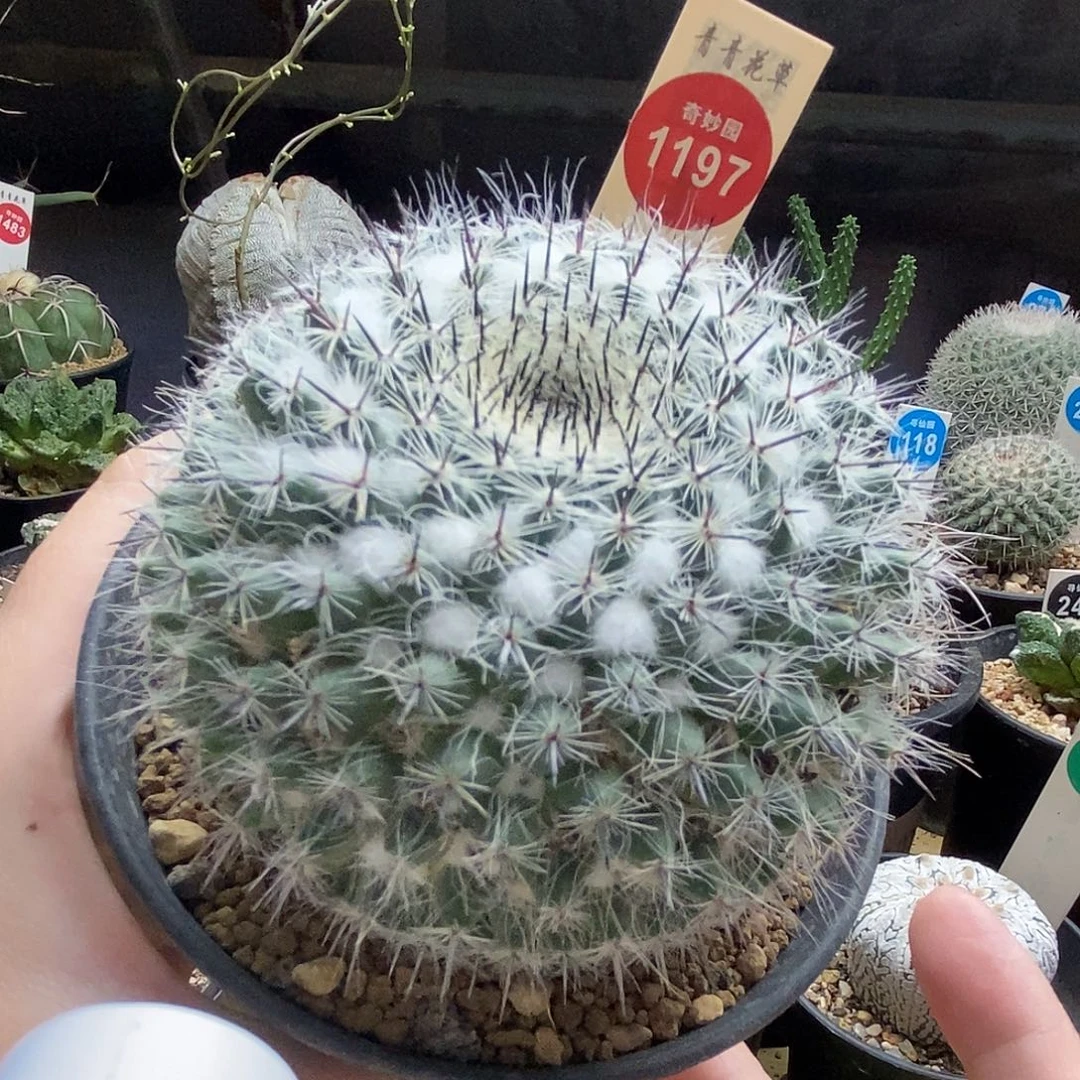 实生恋山彦杂交一颗8.5cm