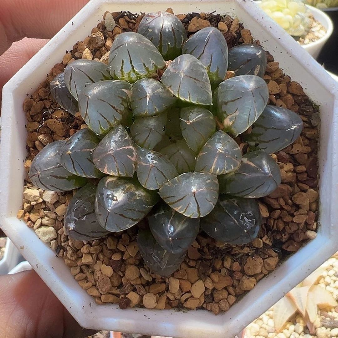 霓虹灯玉露锦特选福利