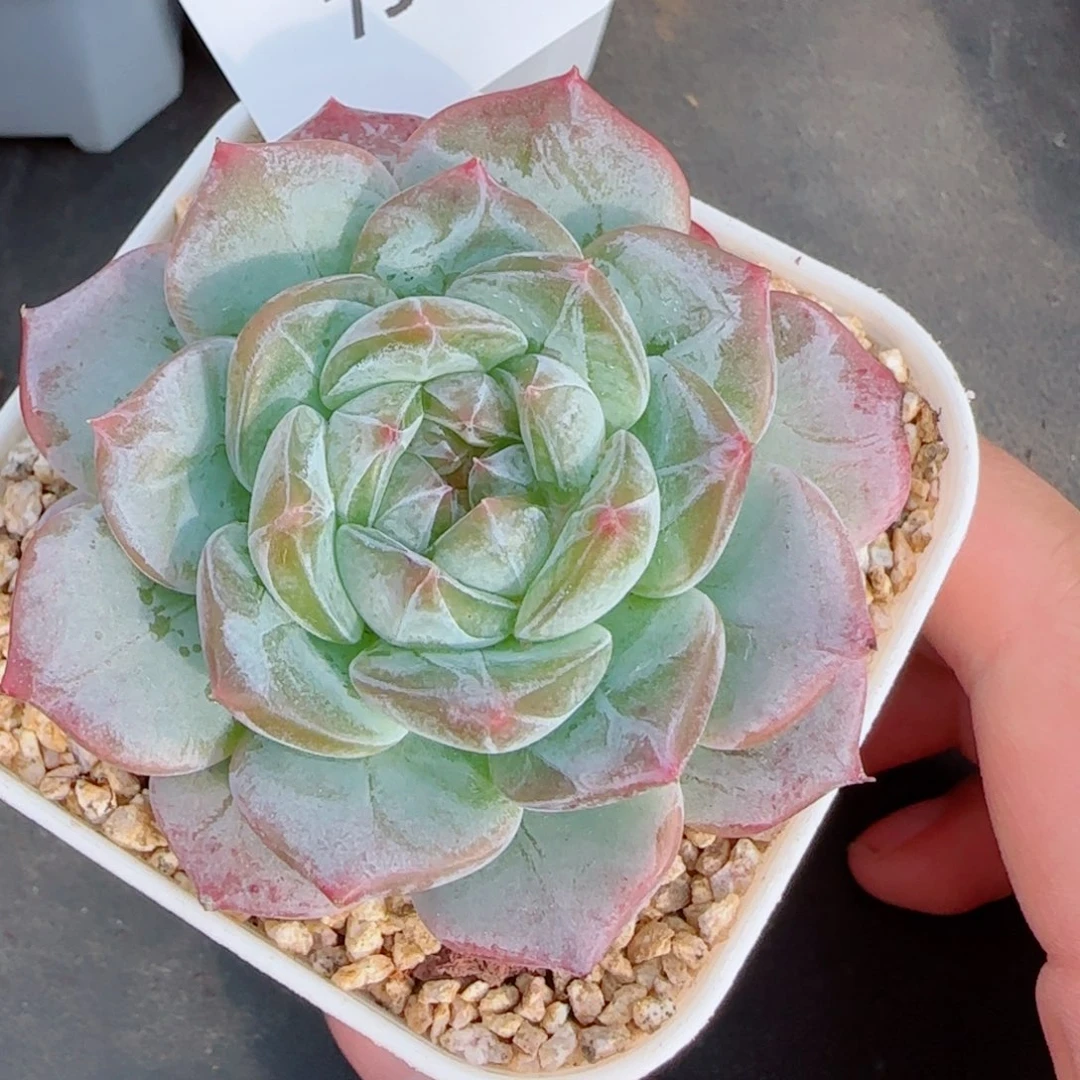 薰衣草，7338多肉植物