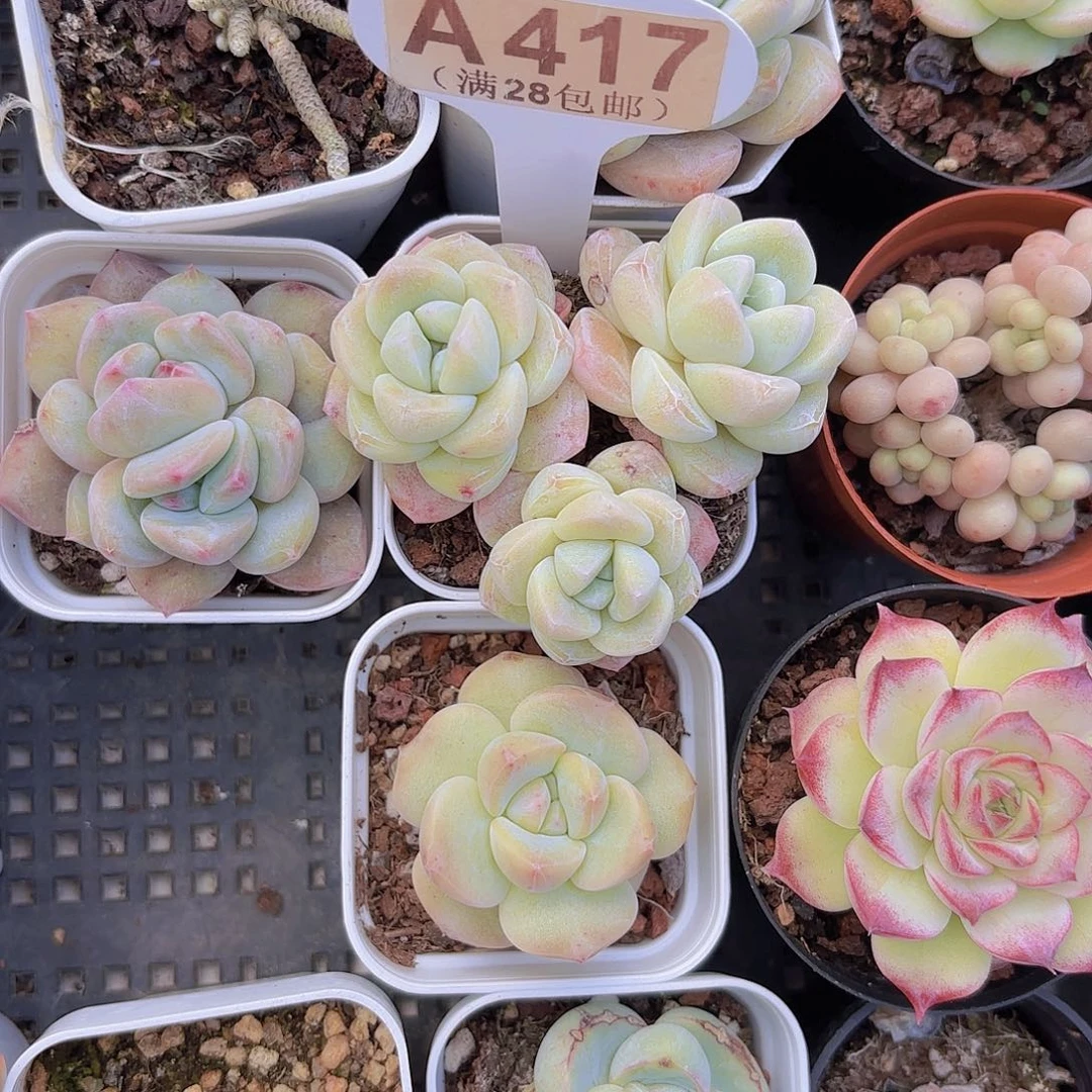 A417冰玉一物一拍