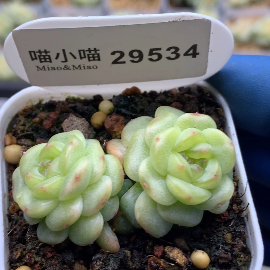 多肉植物杂交珍妮