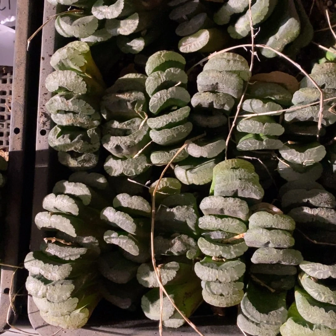 1403 一颗实生大玉扇 双11福利最后一天