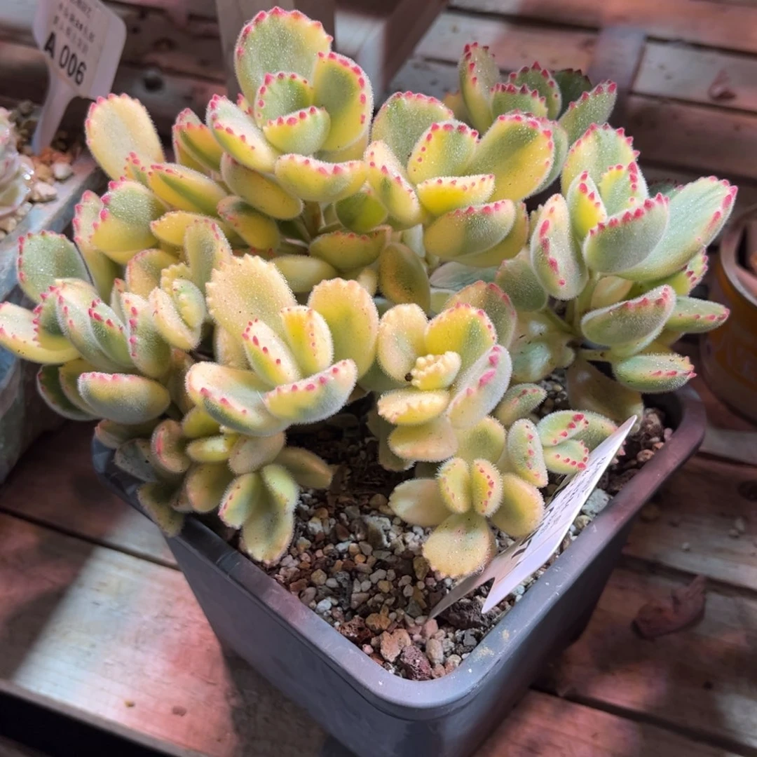 熊抓duociyajinjunvni