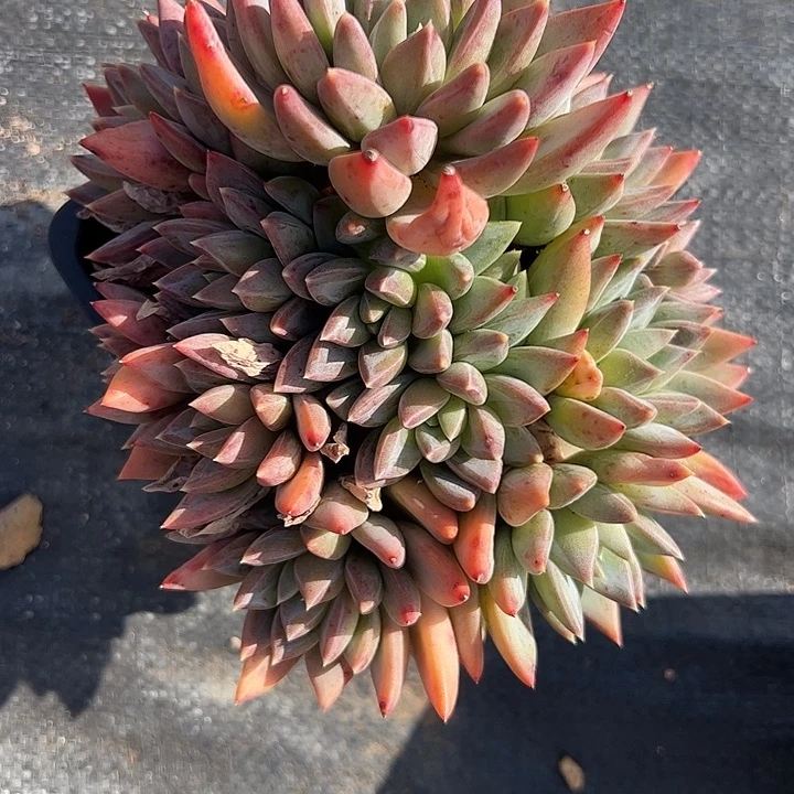 红蛋自然群1111111111