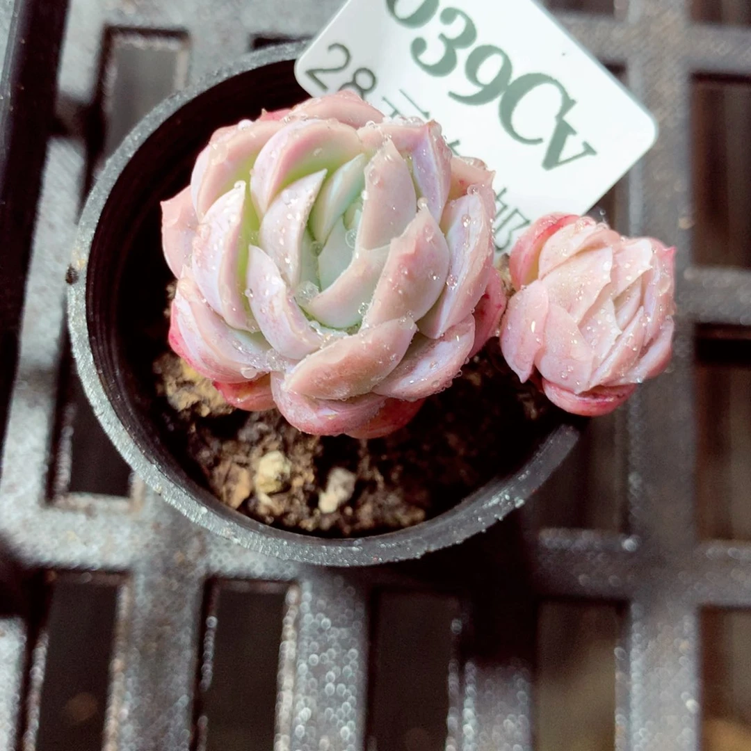 5厘米盆精控多肉039