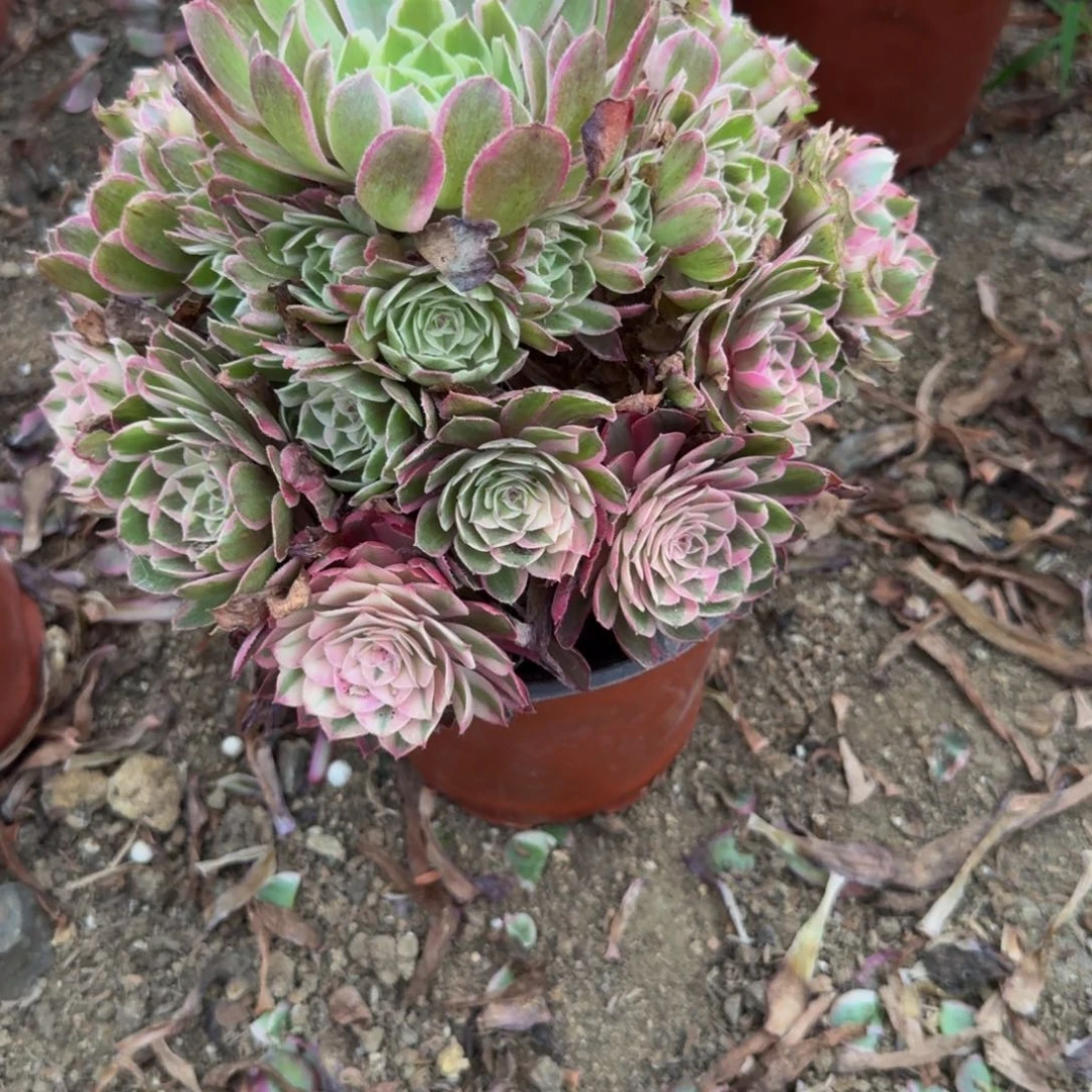 1152瑶光有点歪 多肉植物