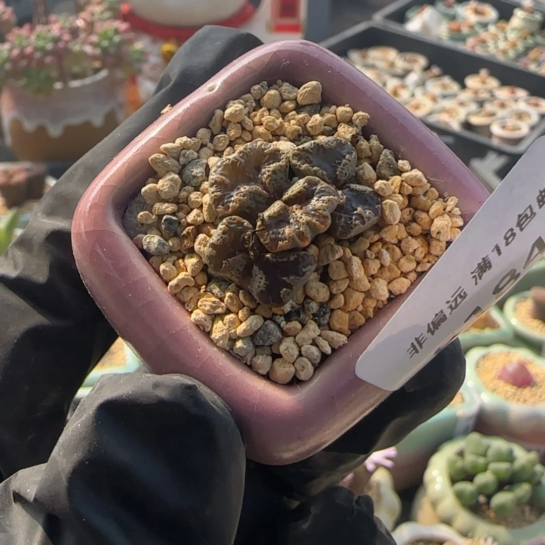 8184--一物一拍 带盆 超级蝴蝶