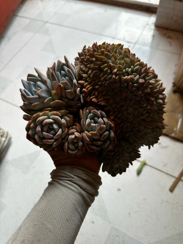 橙梦露缀化一颗无砍自然群