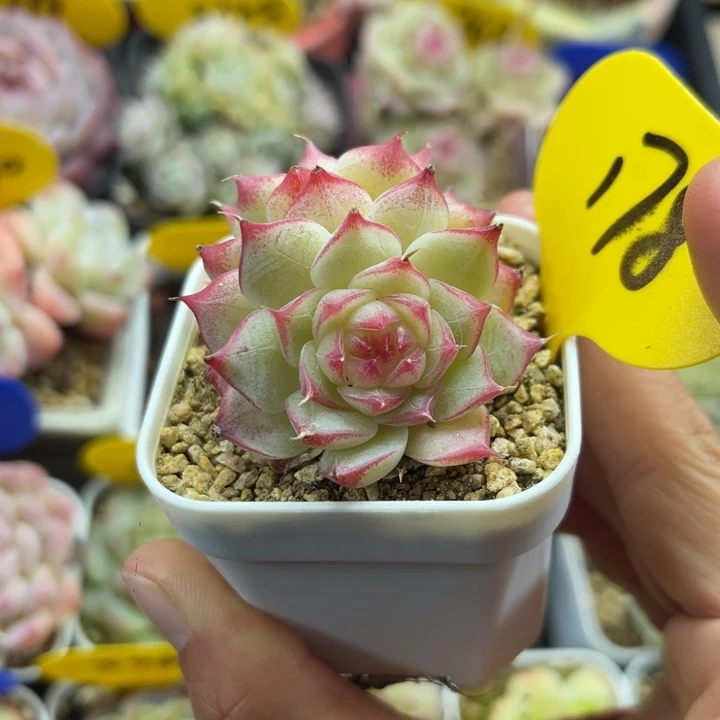 樱花珍妮双头178。