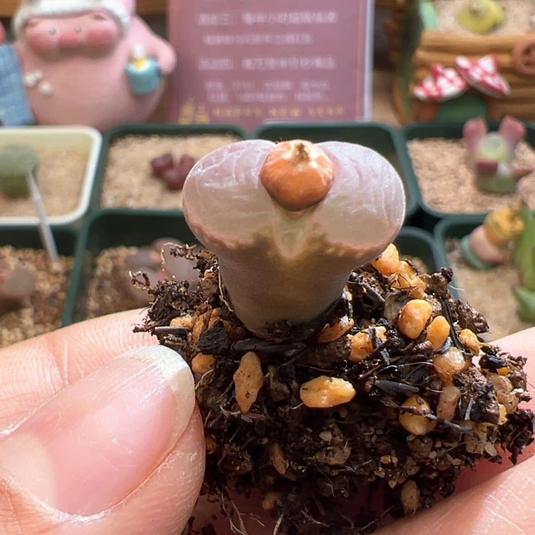 ?**酱118。优选C10杂。两年半