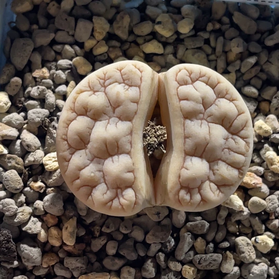 0055凹凸189尺寸3.3