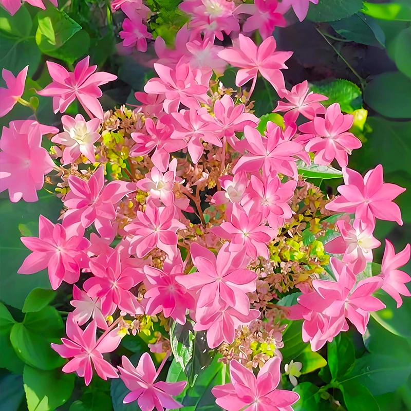 5加仑【小町舞会】大花绣球 阳台庭院耐寒耐热老桩可地栽绣球新手