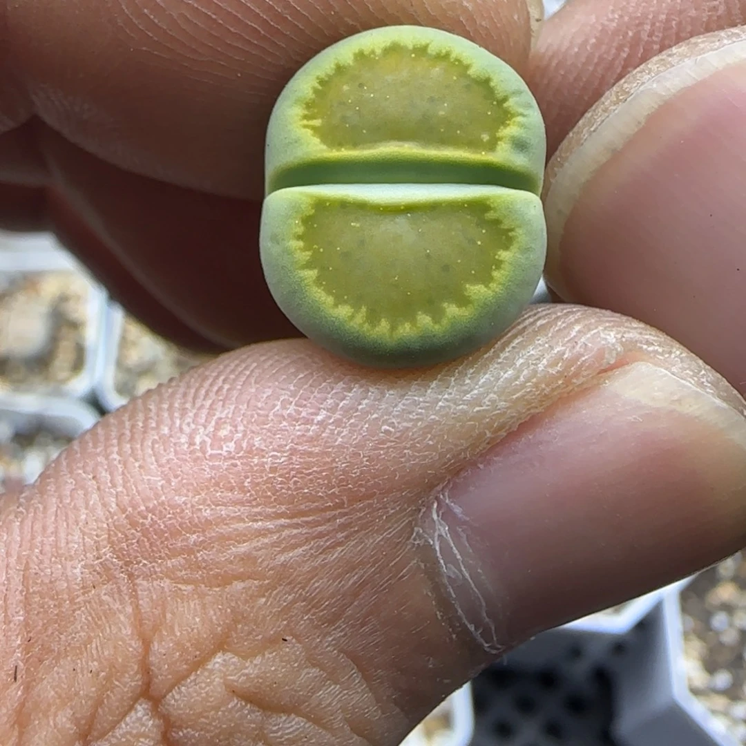 265 生石花大棚直播