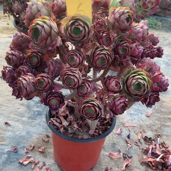 6万圣节多肉一物一拍