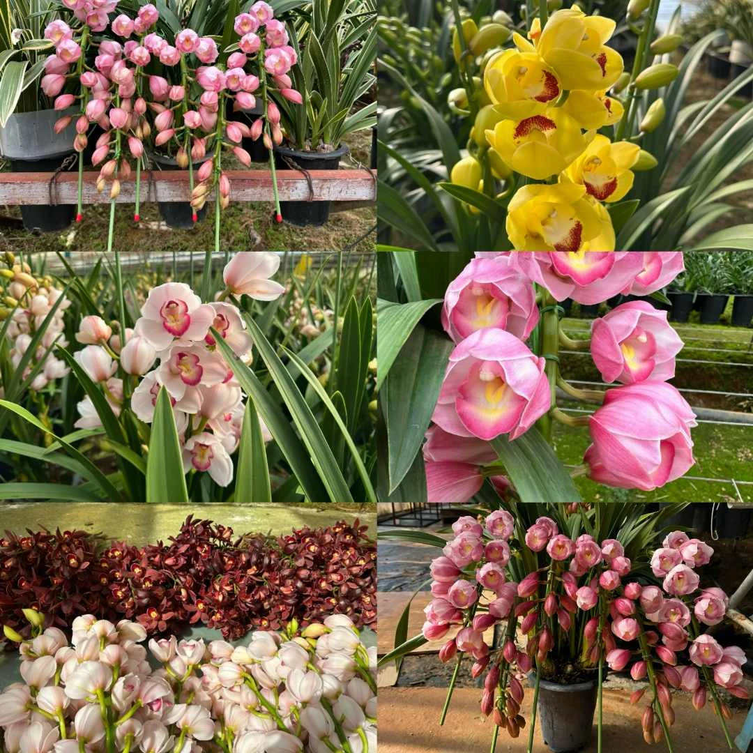 【大花蕙兰】 一物一拍 原盆原土基地直发 （花盆破了不售后）