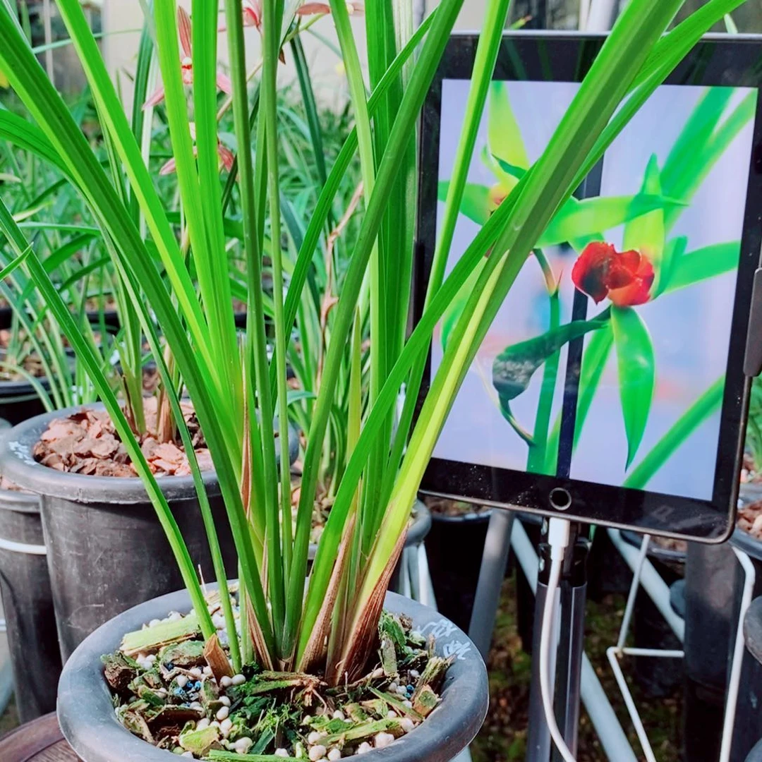 当前无花栽培后可以开花